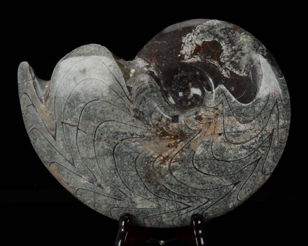 天然アンモナイト化石 重量2.8kg 古生物標本 化石標本 古代海洋生物 鑑賞石