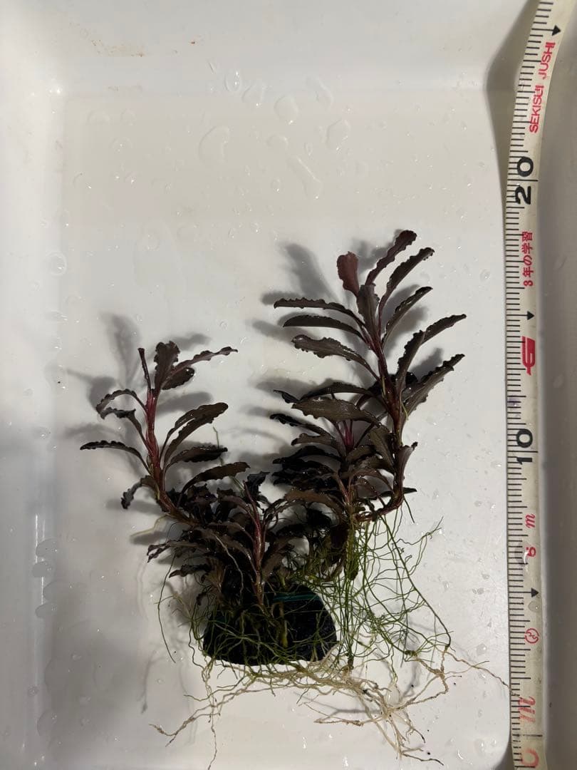 まっちゃん様　クダガン②③⑧⑨