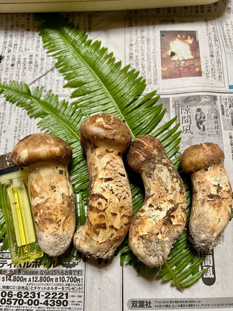 【大阪泉州産】天然松茸　採れたて良品4本145g国産