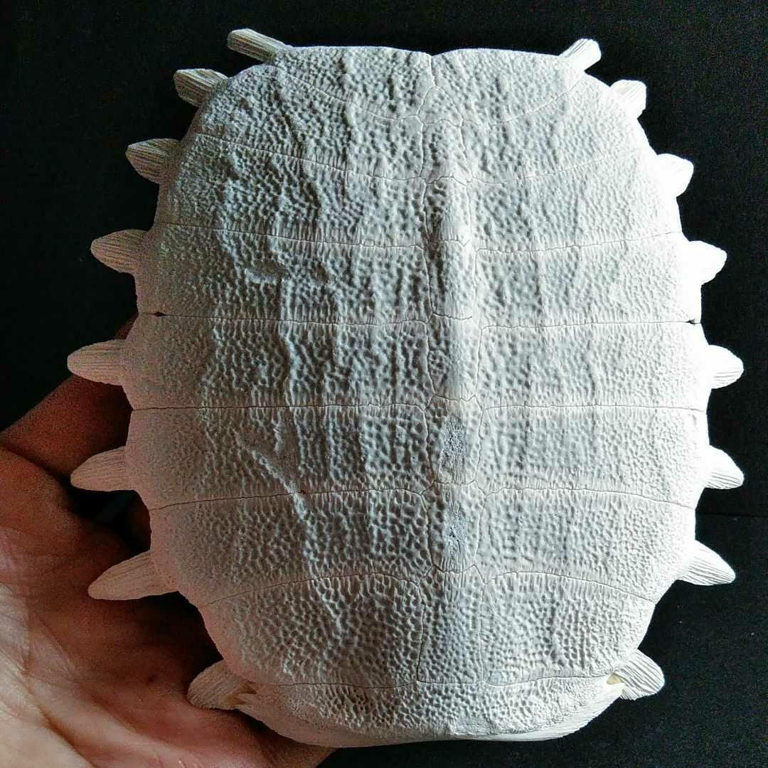 骨格　標本　カメ　スッポン