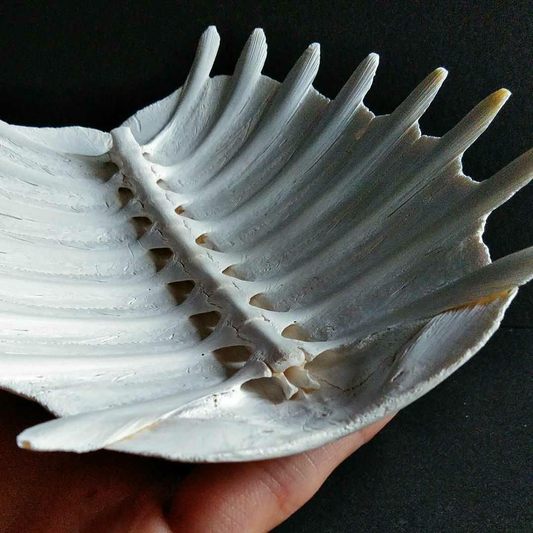 骨格　標本　カメ　スッポン