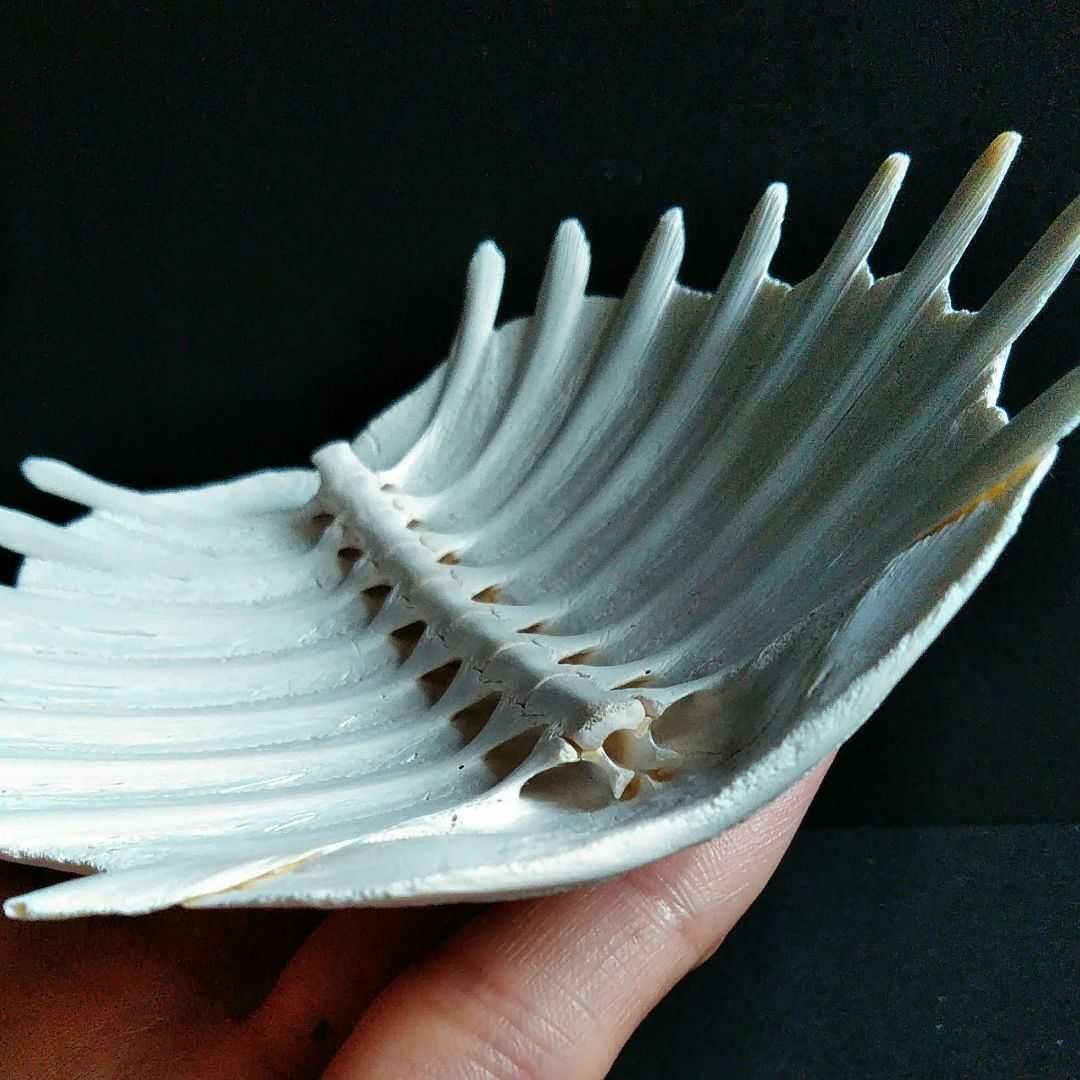 骨格　標本　カメ　スッポン