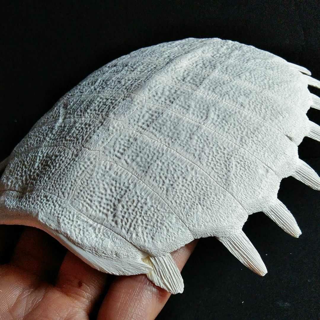 骨格　標本　カメ　スッポン