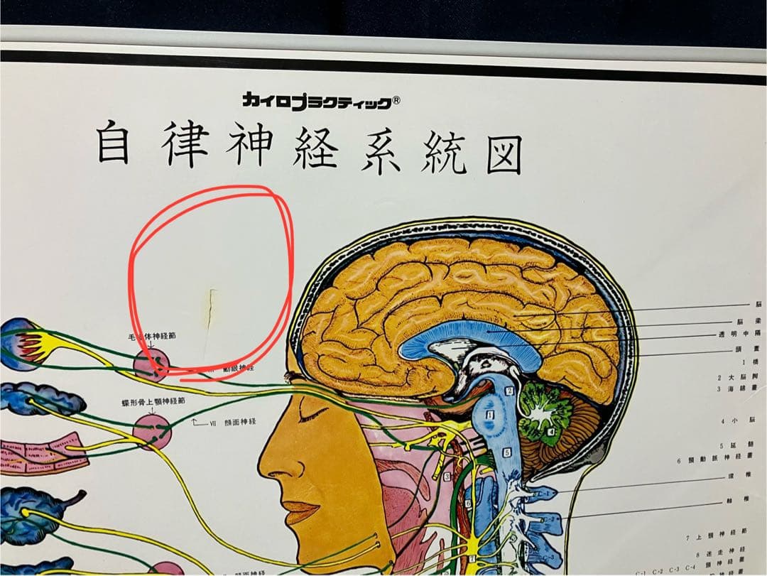 自律神経系統図　カイロプラクティックパネル　美容パネル　収納袋付き