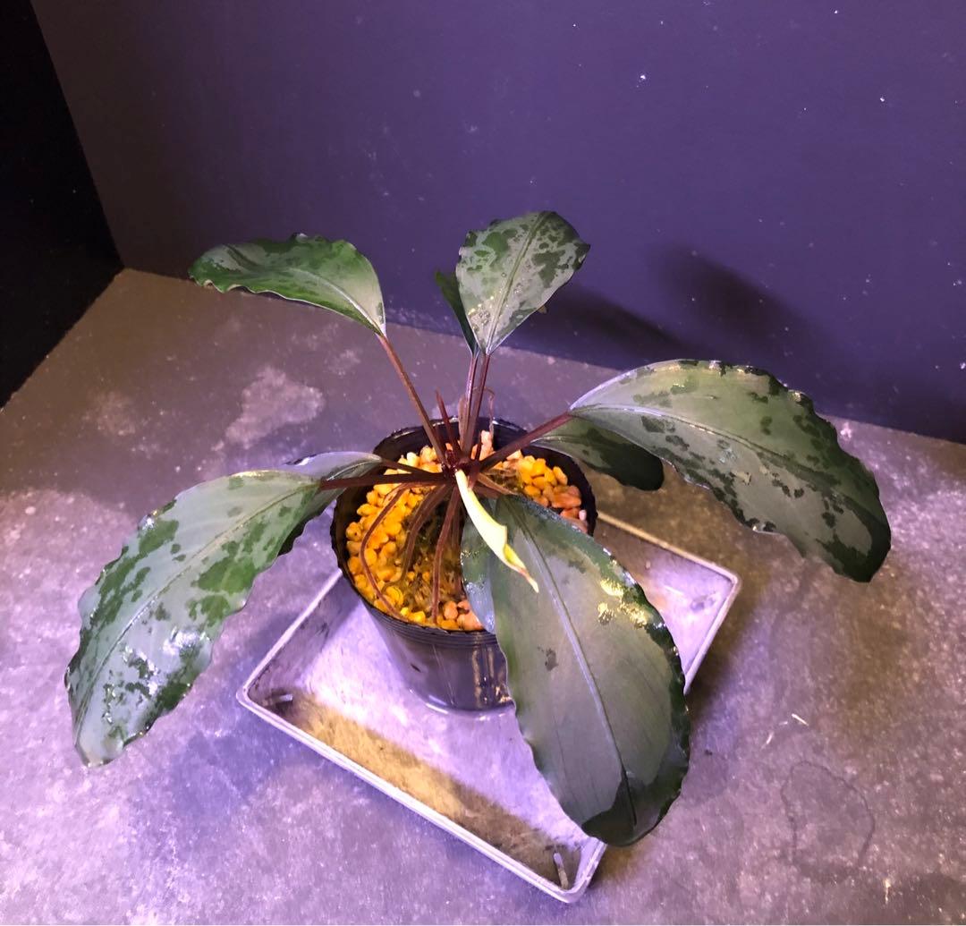 陰性水草の王様的存在【ブセファランドラ】motleyana Padawan