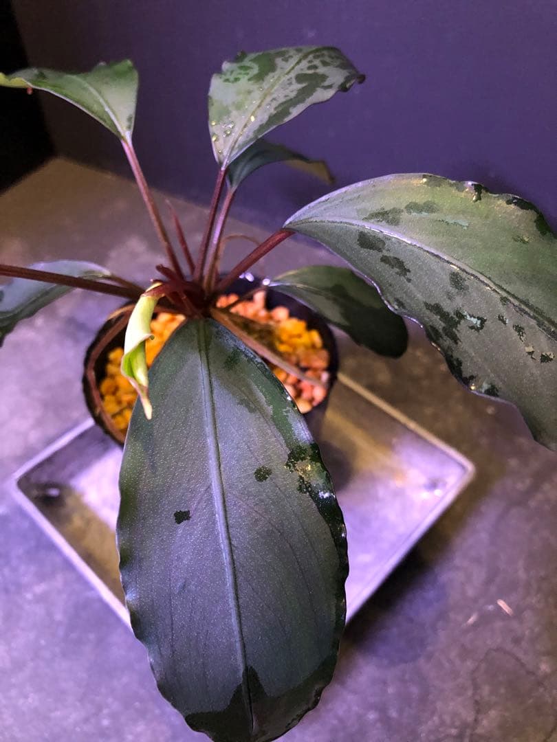 陰性水草の王様的存在【ブセファランドラ】motleyana Padawan