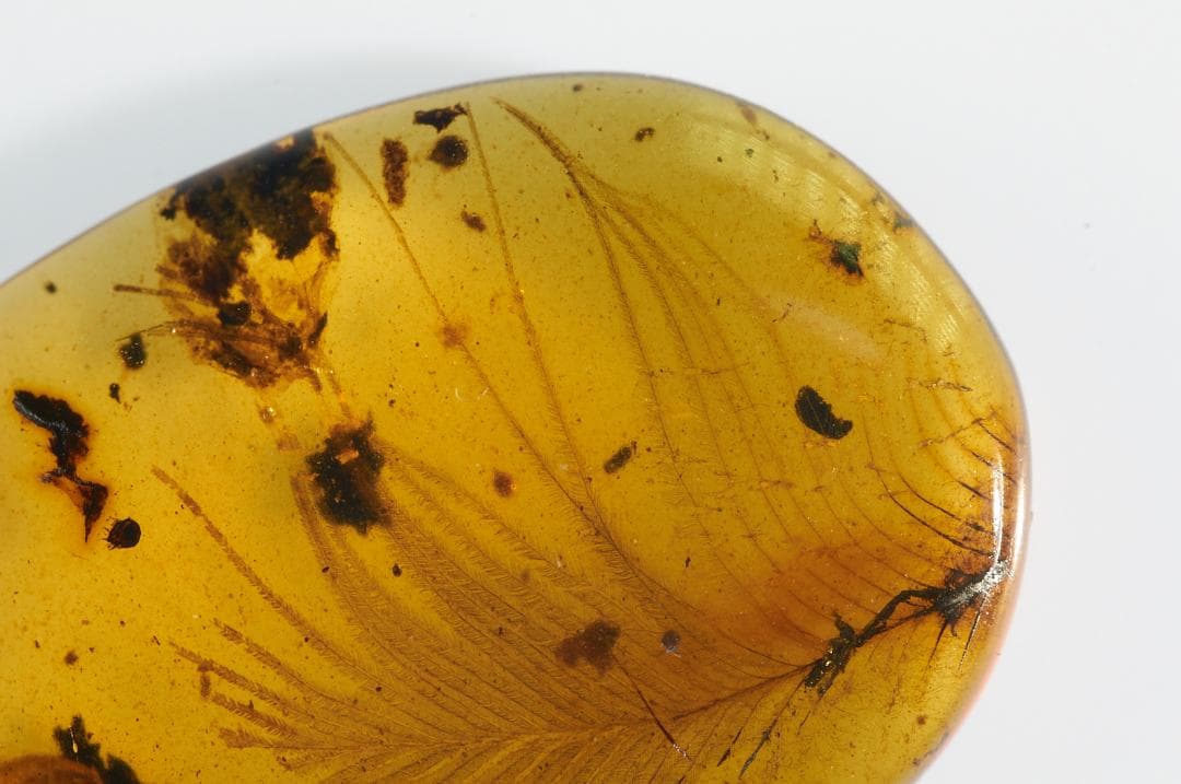 レア極上品 PA0009虫入り琥珀化石　ミャンマーカムティかタナイ9900万年前