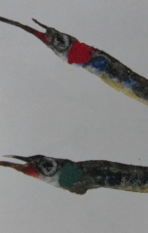 片岡鶴太郎、【さより恋魚】、希少な額装用画集より、美品、日本人画家