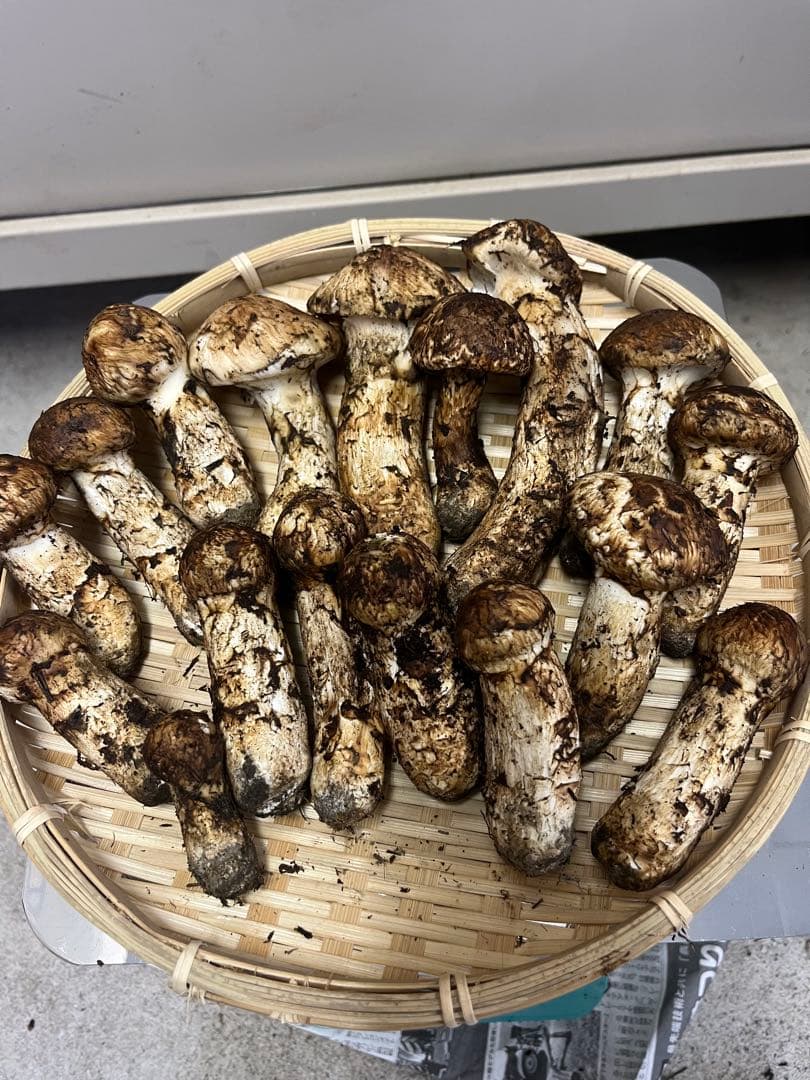 岩手県産松茸　最終値下げ