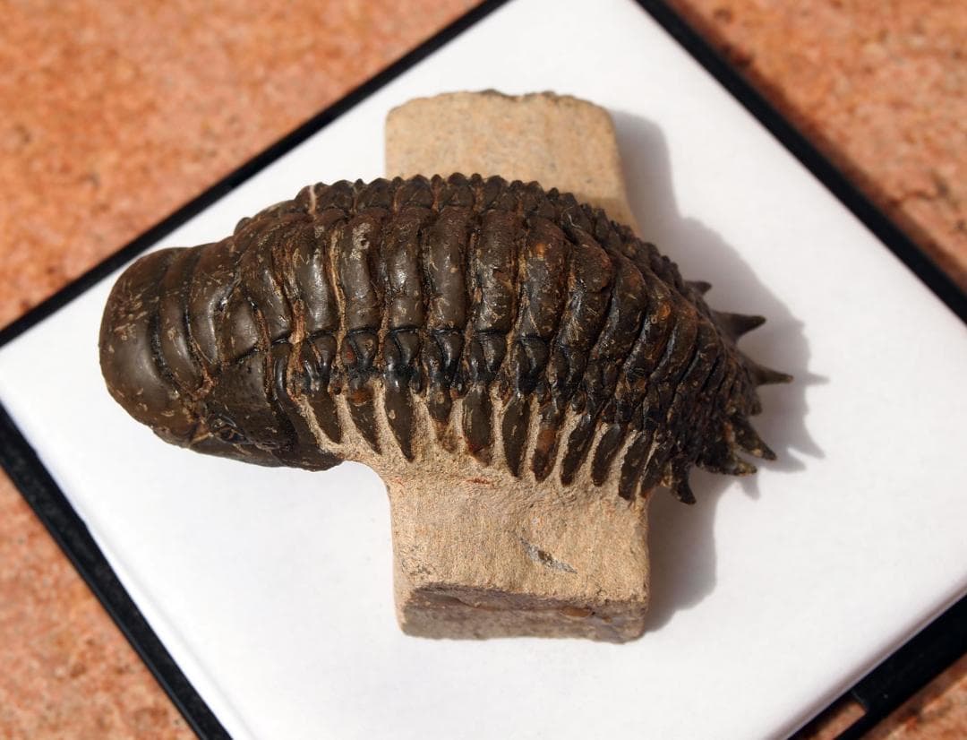 高品位 立体三葉虫 Crotarocephalus.sp