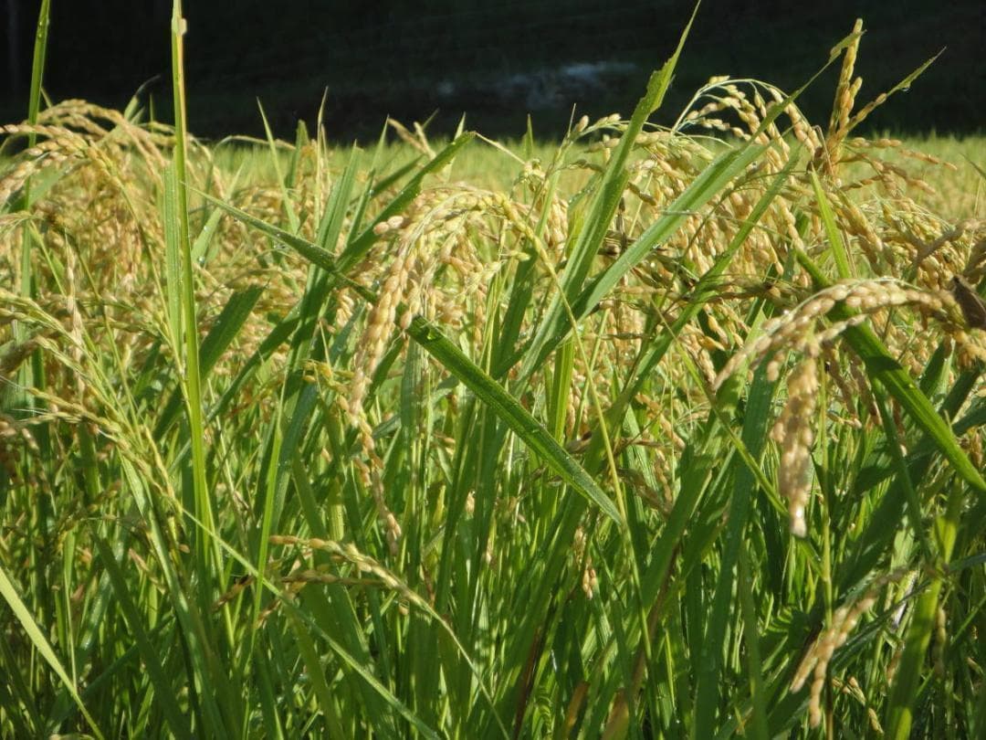 令和7年度 【湧き水栽培】農薬不使用玄米　ひのひかり 30㎏　奈良の農家直送