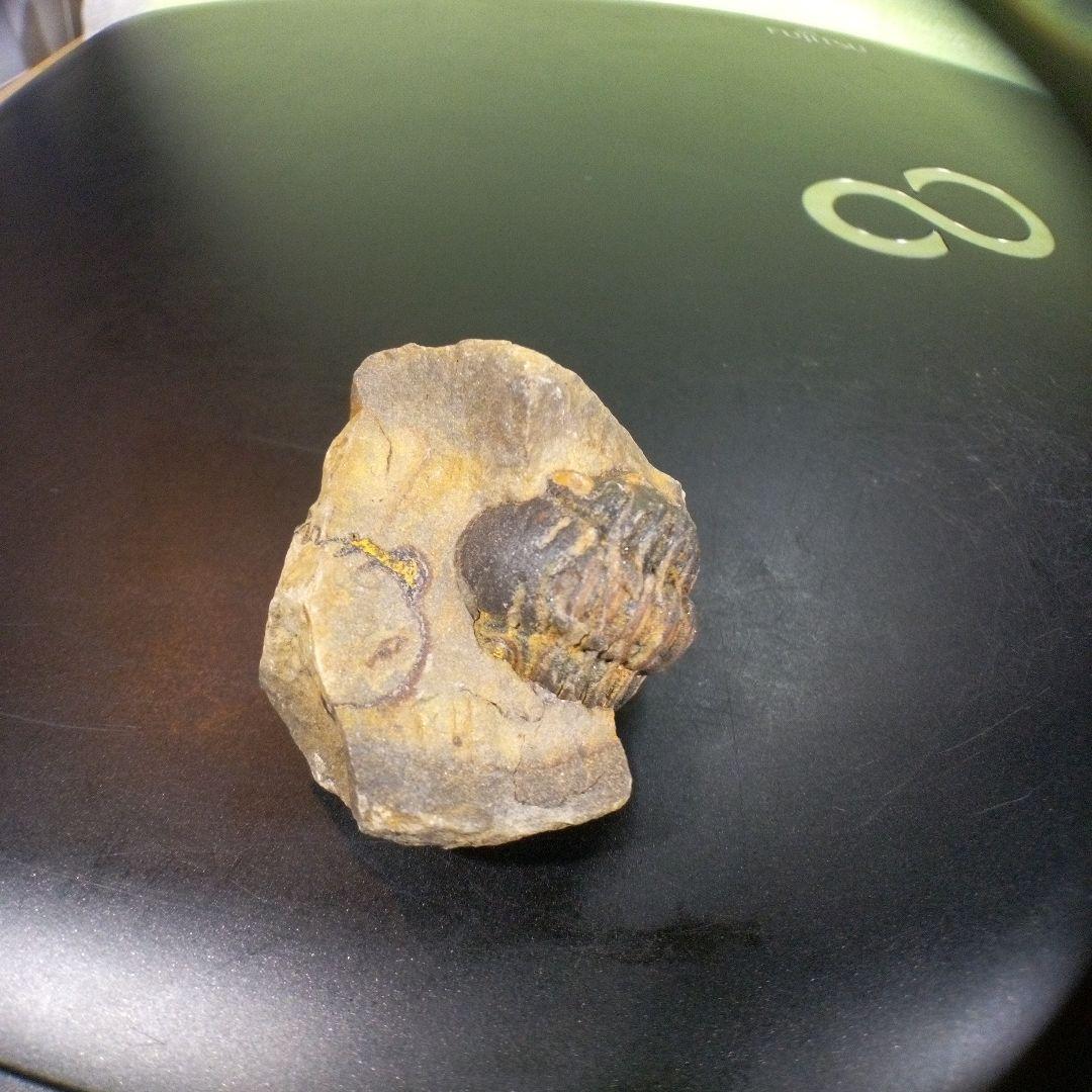 三葉虫　化石　fossil　ボリビア産　トライロバイト　三葉虫個体⑥