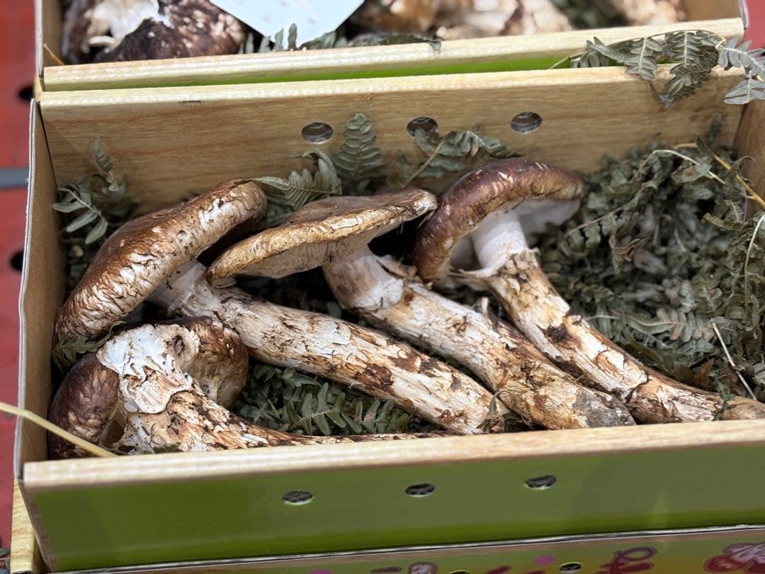 【シーズン終盤】国産天然松茸約400g