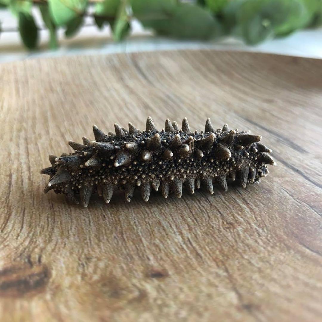 【北海道産】 乾燥なまこ 厳選A級品 200g Mサイズ　5.0g-7.0g