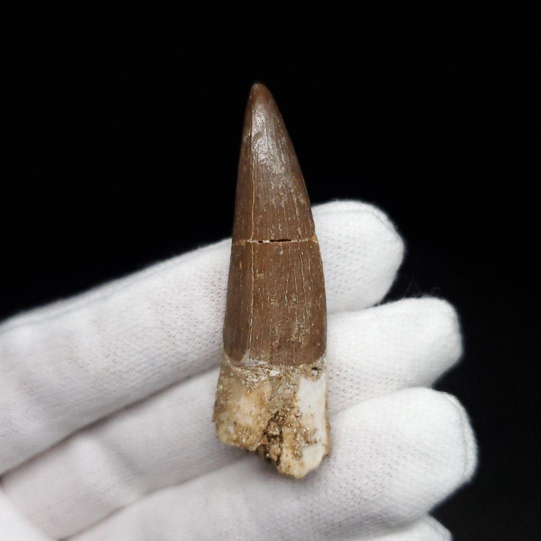 美品 プレシオサウルス 化石 歯 本物 44.80mm ケース付き pr127