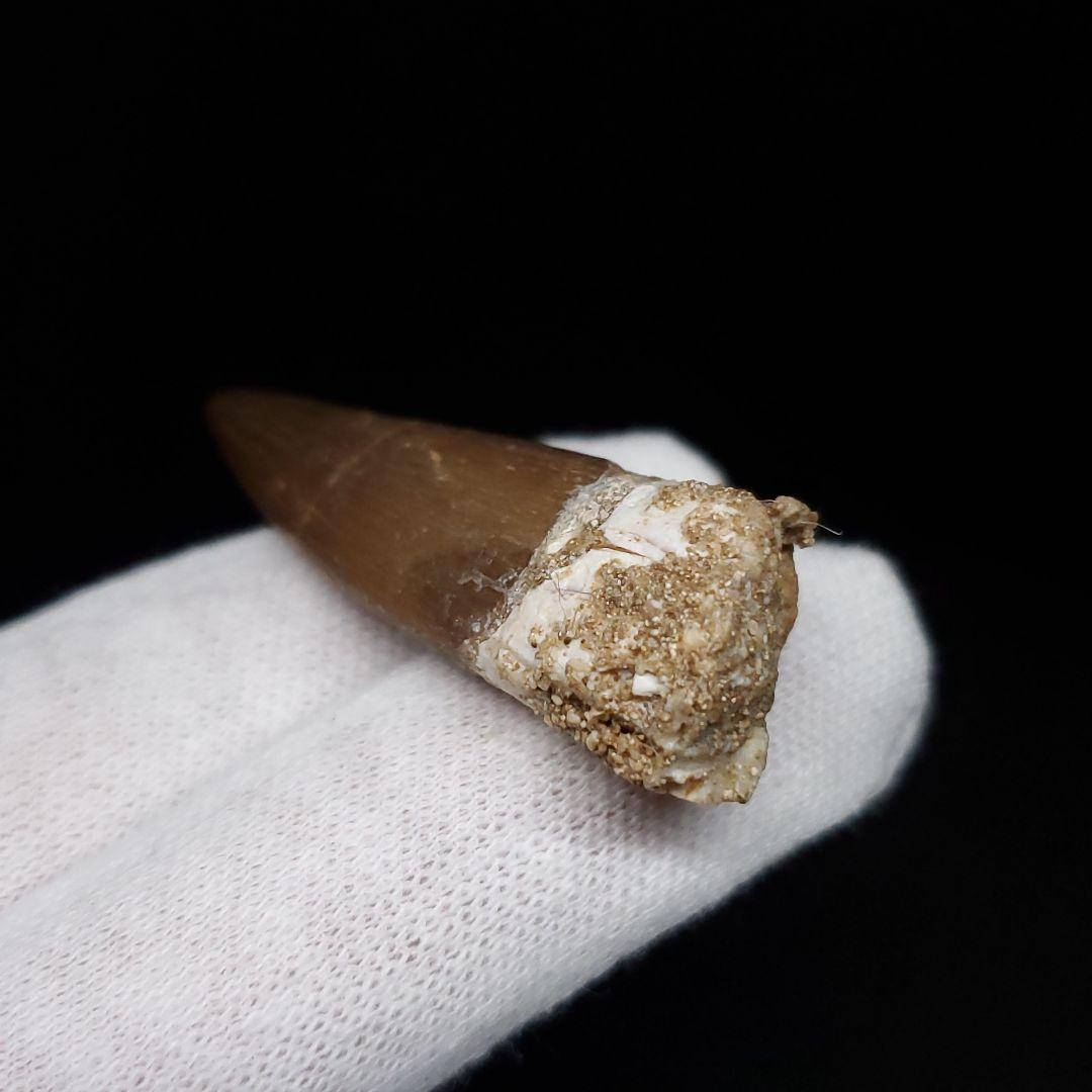 美品 プレシオサウルス 化石 歯 本物 44.80mm ケース付き pr127