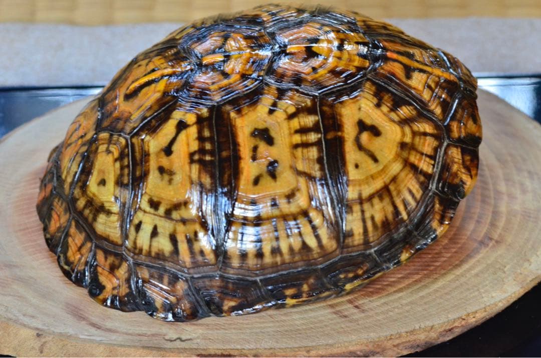 トウブハコガメ骨格標本(甲羅) 黄色系　剥製　爬虫類