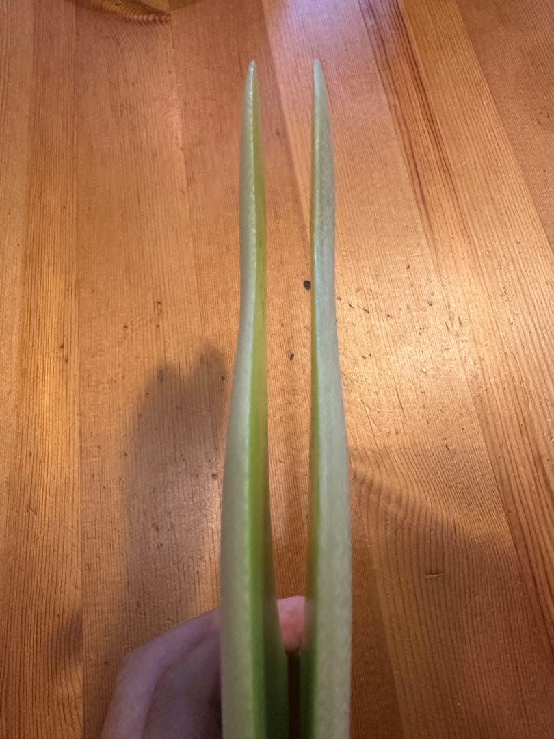 S-WINGS TWIN470 GREEN VOLANツインフィン美品