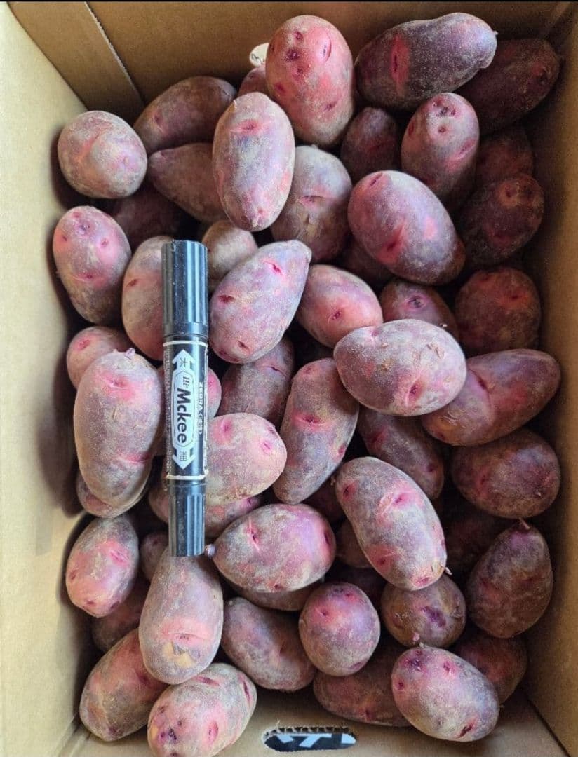 ねこ使い！デストロイヤーじゃがいも小10㎏、超小粒10㎏　計20㎏