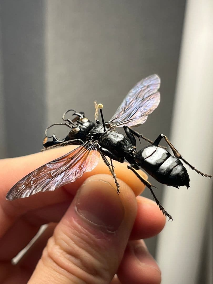 【大顎44mm】メガララガルーダ ハチ蜂スズメバチタランチュラホーク 昆虫標本