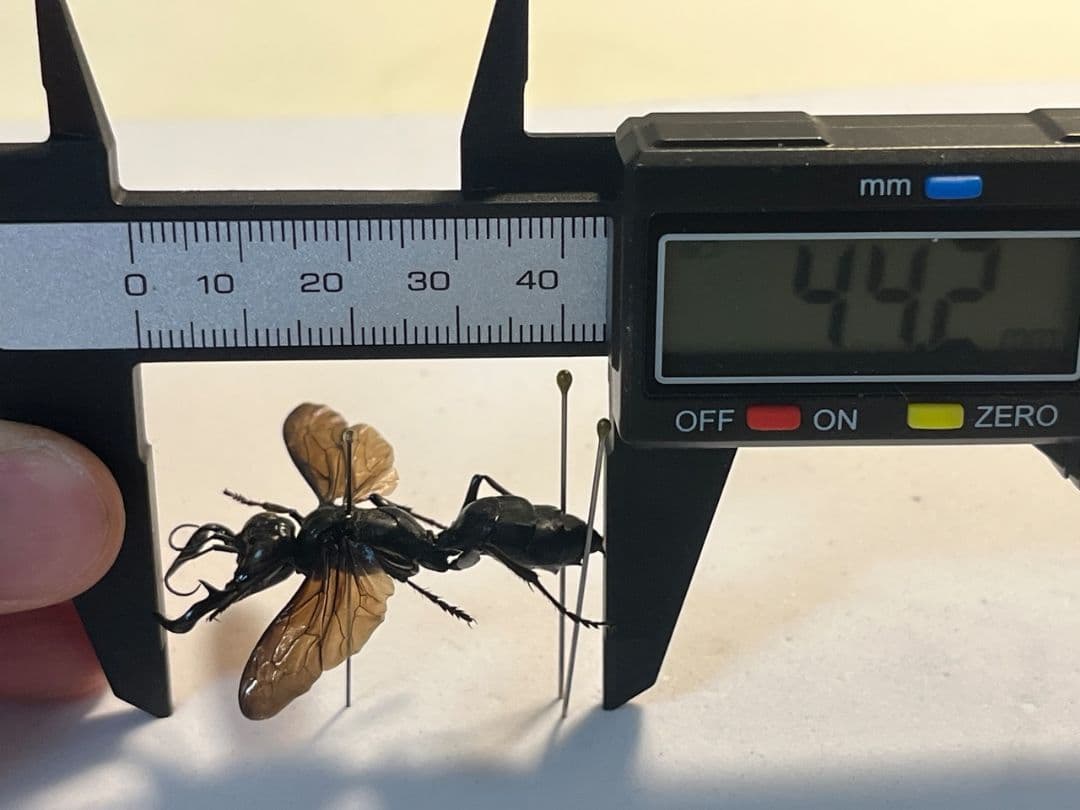 【大顎44mm】メガララガルーダ ハチ蜂スズメバチタランチュラホーク 昆虫標本