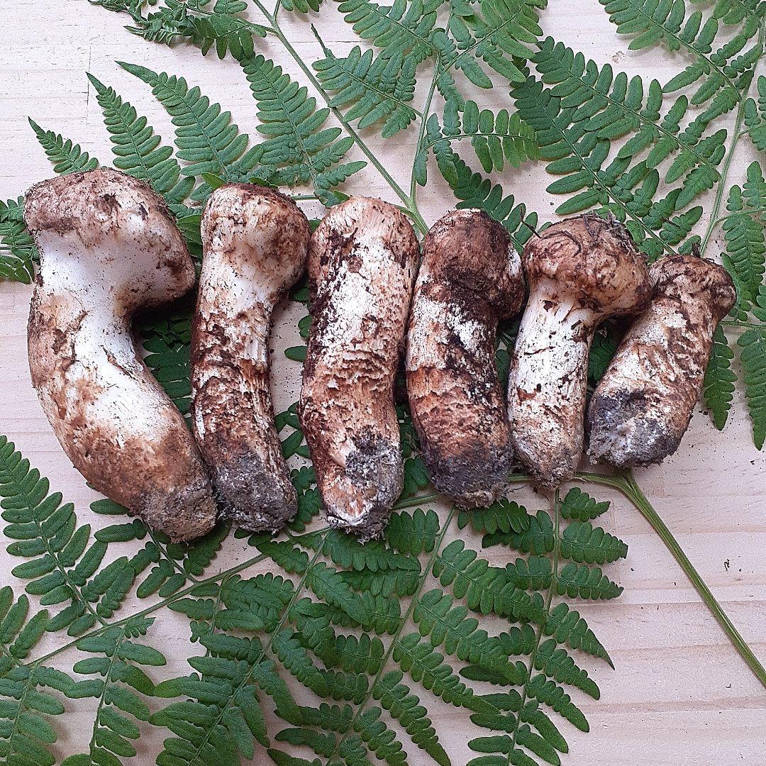 10/13 11時収穫 長野県産 松茸 国産 松茸 221g