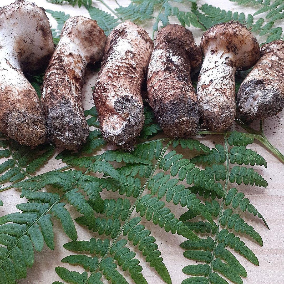 10/13 11時収穫 長野県産 松茸 国産 松茸 221g