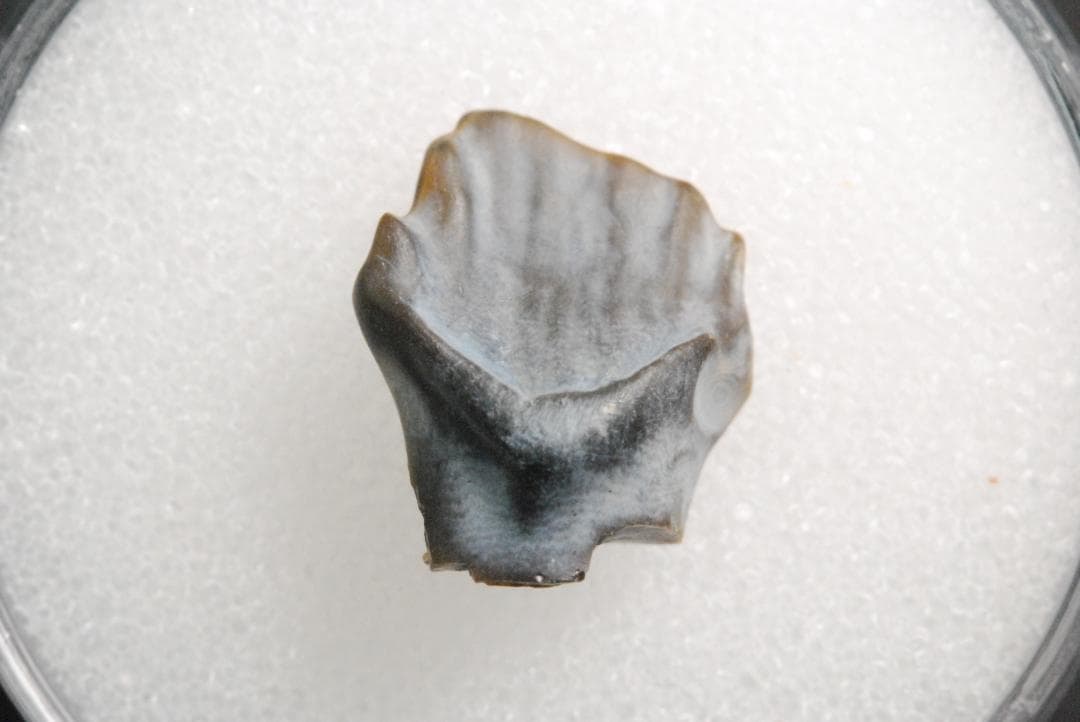 アンキロサウルスの歯 [DS281] 化石 希少 レア