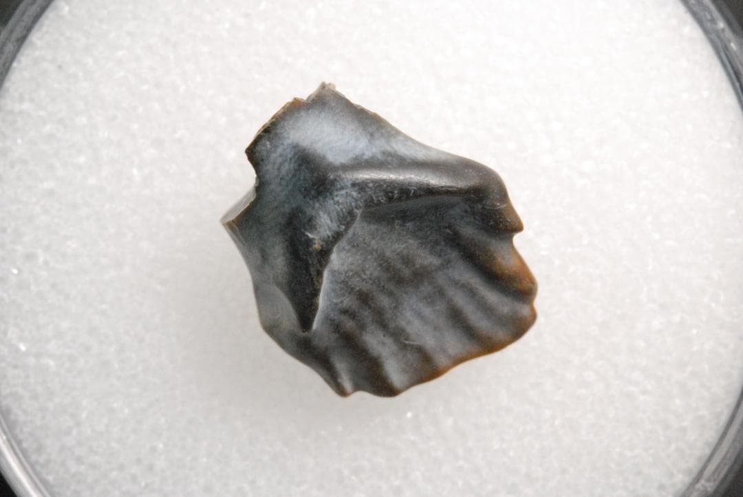 アンキロサウルスの歯 [DS281] 化石 希少 レア