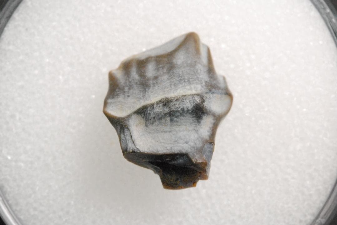 アンキロサウルスの歯 [DS281] 化石 希少 レア