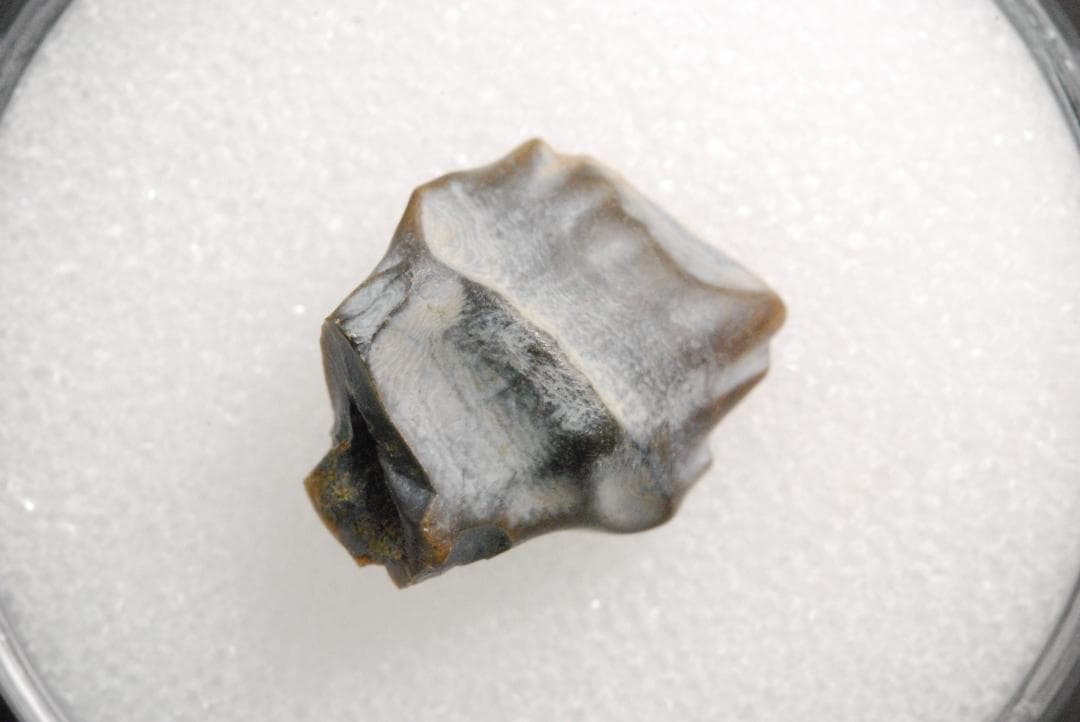 アンキロサウルスの歯 [DS281] 化石 希少 レア