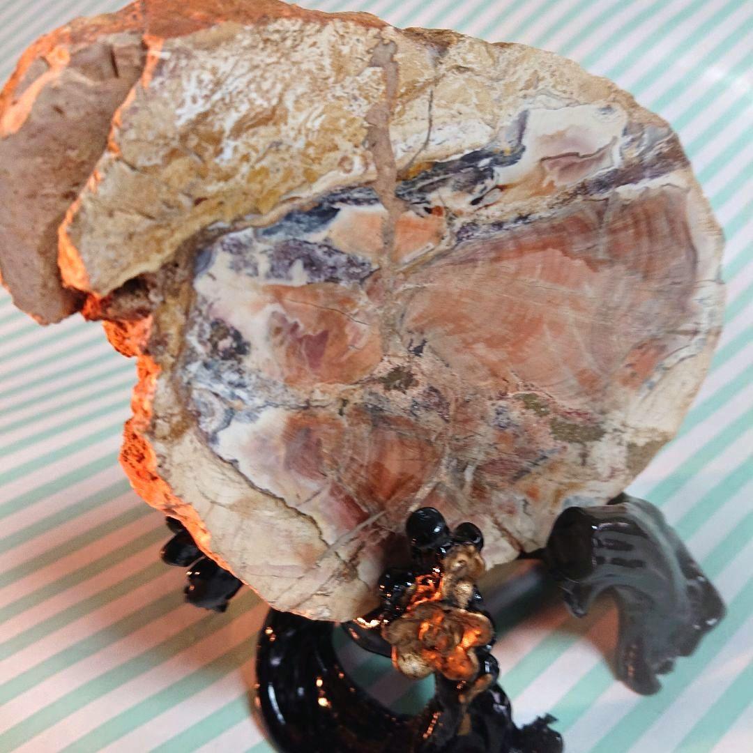 綺麗な化石 天然木 化玉原石