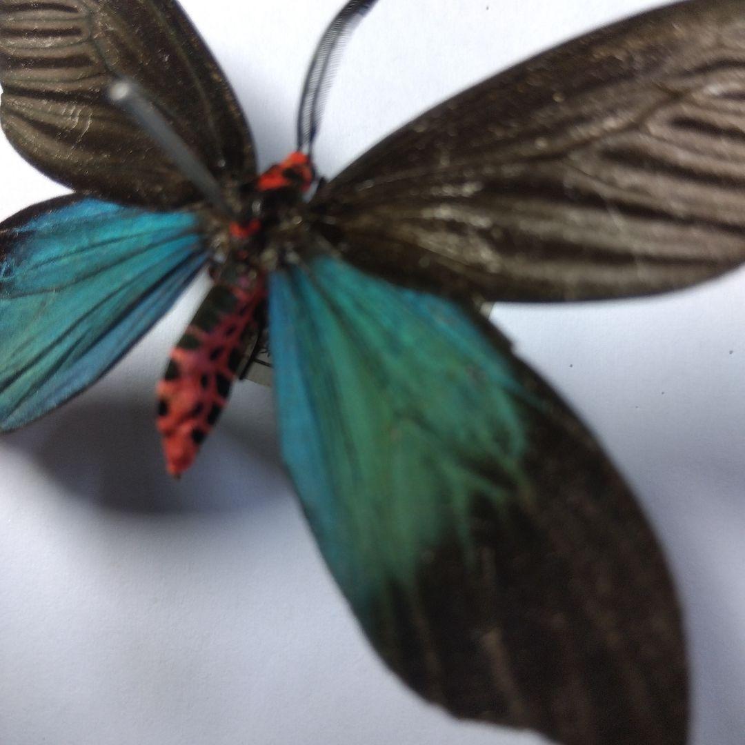 クロツバメ 2頭