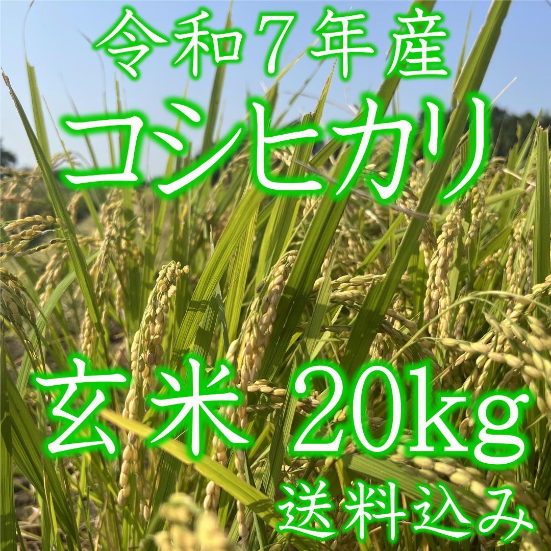 玄米20kg◆令和７年産コシヒカリ玄米20キロ◆栃木県産新米