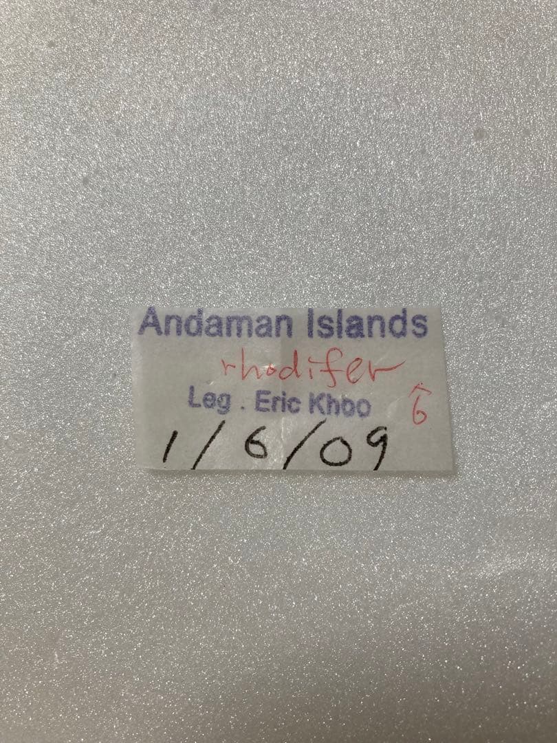 エパミノンダス（1オス、アンダマン島）