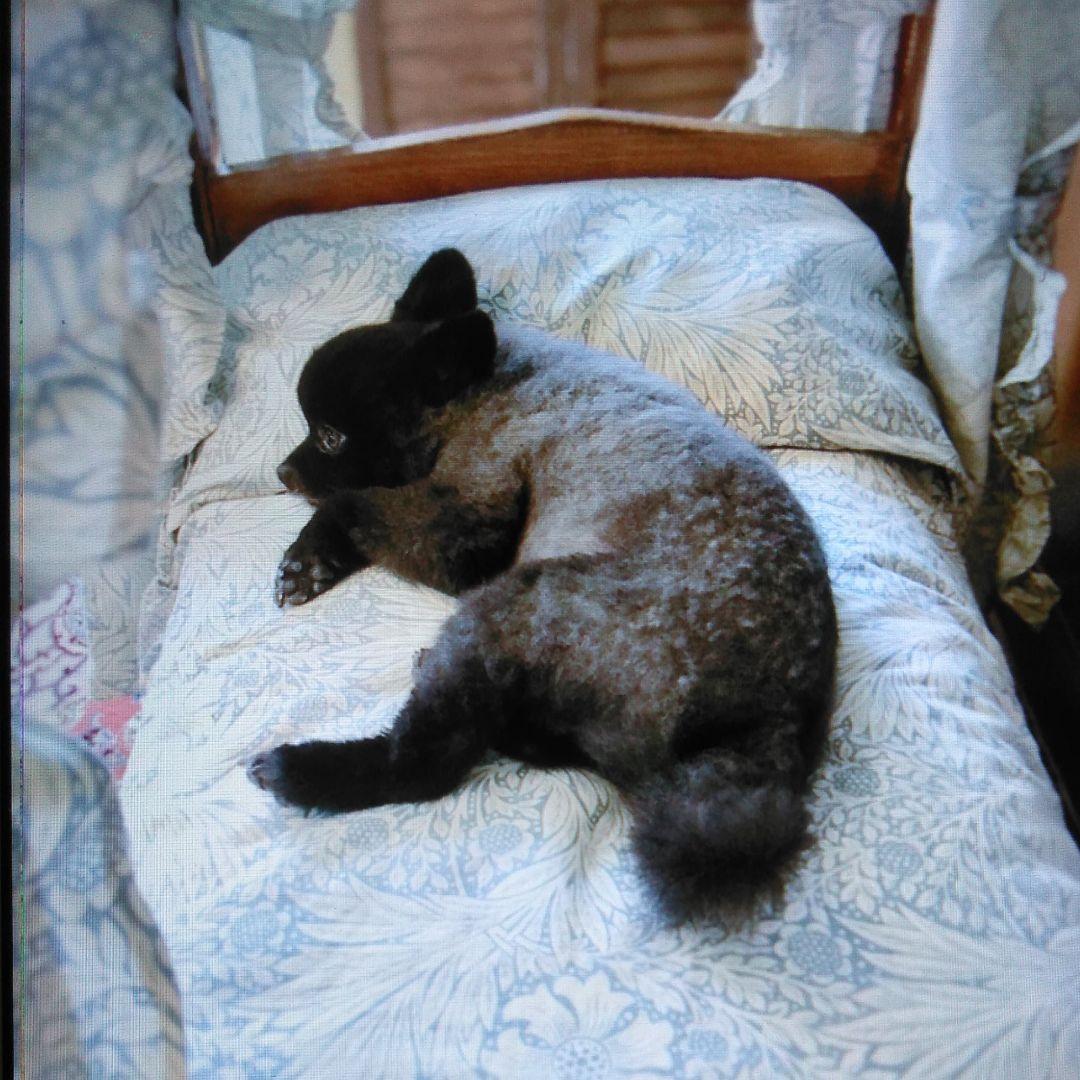 ペット用　天蓋付きベッド