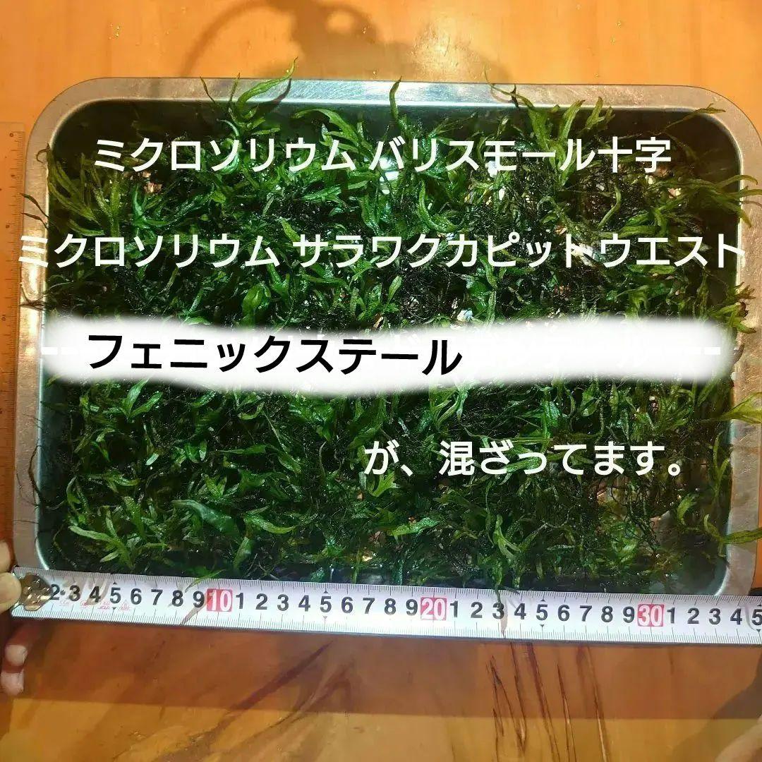 【大特価】ミクロソリウム 特大塊