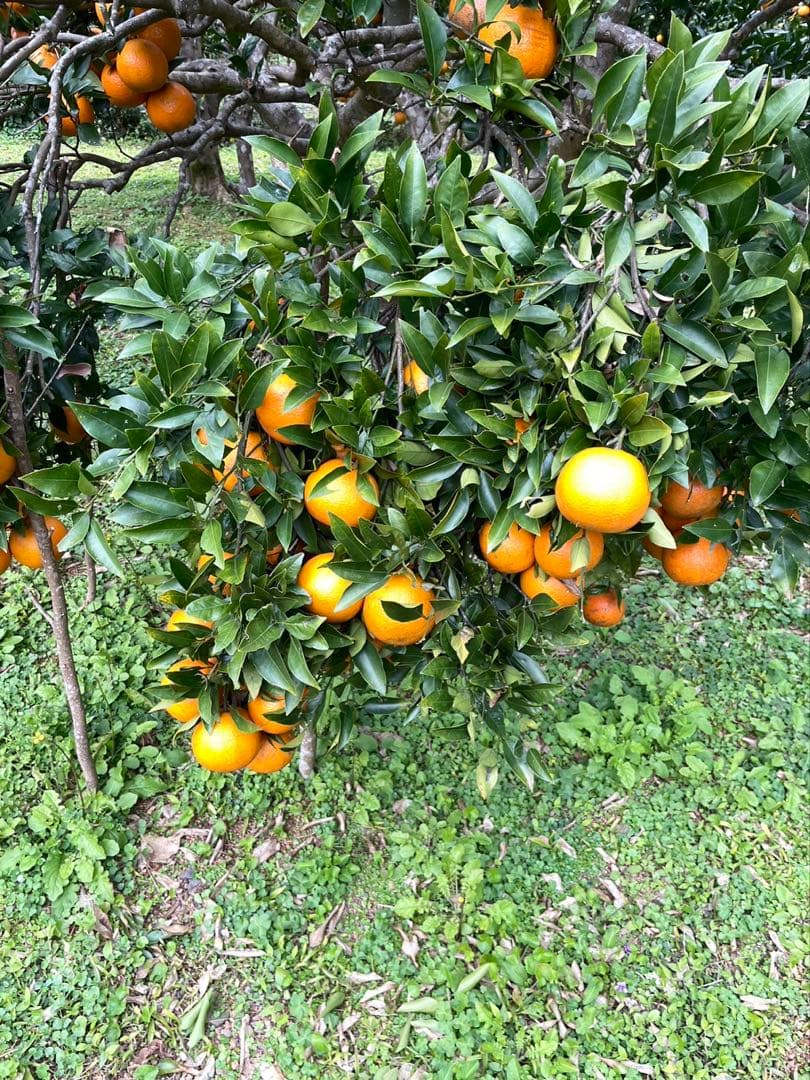 ★ゆんちゃんです★奄美大島たんかん10キロ☆ 3Lサイズ