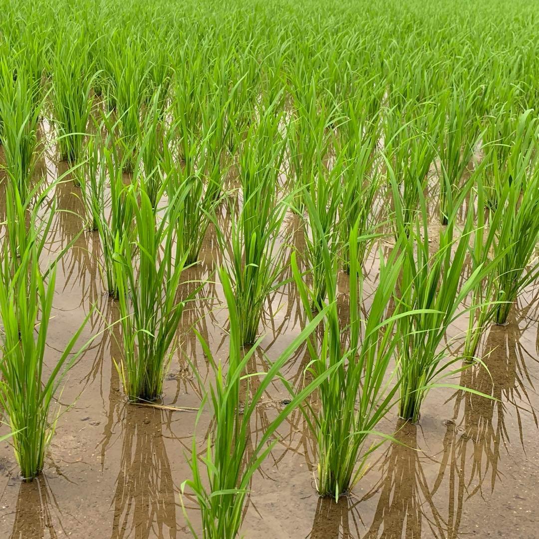 【令和6年産】熊本県 自然栽培米 ひのひかり 玄米20kg