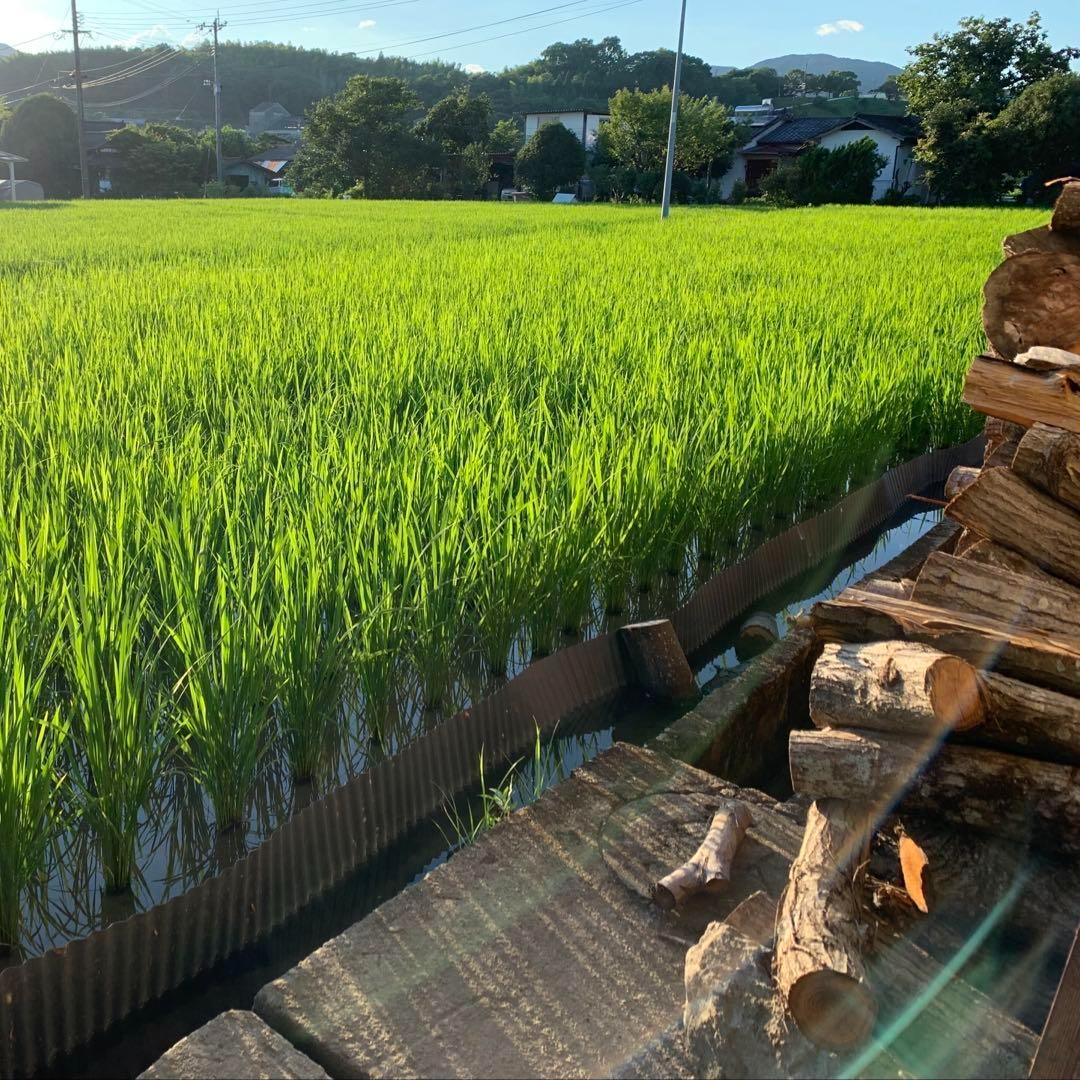 【令和6年産】熊本県 自然栽培米 ひのひかり 玄米20kg