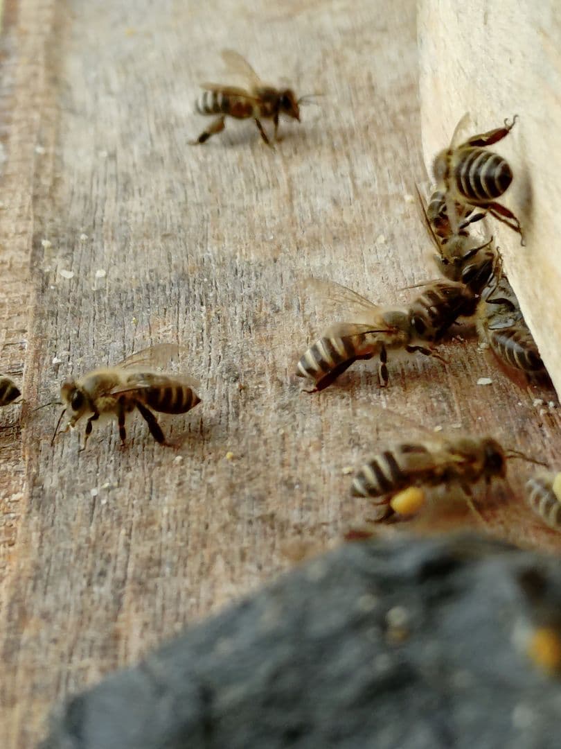 よー　ニホンミツバチ　蜂蜜　　信州産　無添加・非加熱　580g×2本