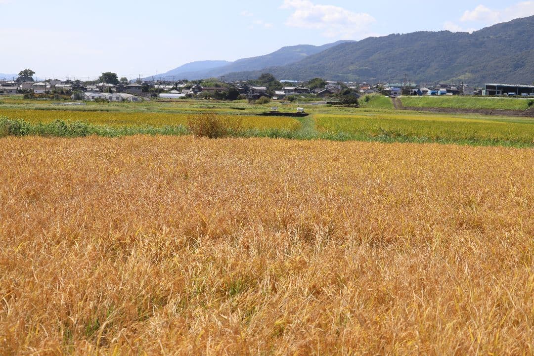 【Ritz】自然栽培 玄米粉 1kg×6袋 2025年産 (真空パック)