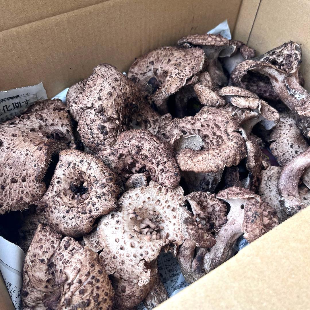 天然香茸‼️広島産　1.0kg 10月12日採りたて　コウタケ　香茸　松茸①