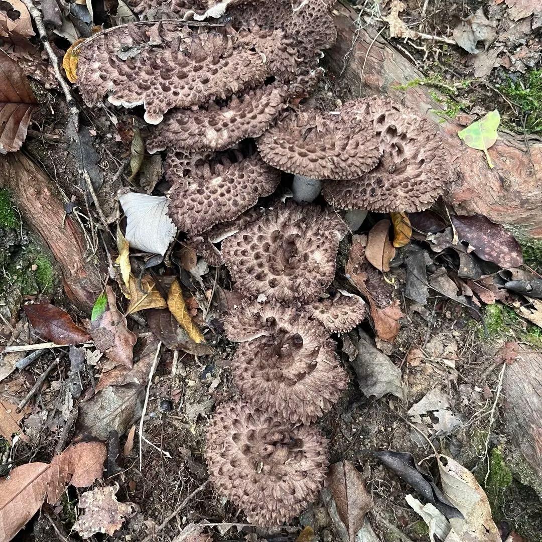 天然香茸‼️広島産　1.0kg 10月12日採りたて　コウタケ　香茸　松茸①