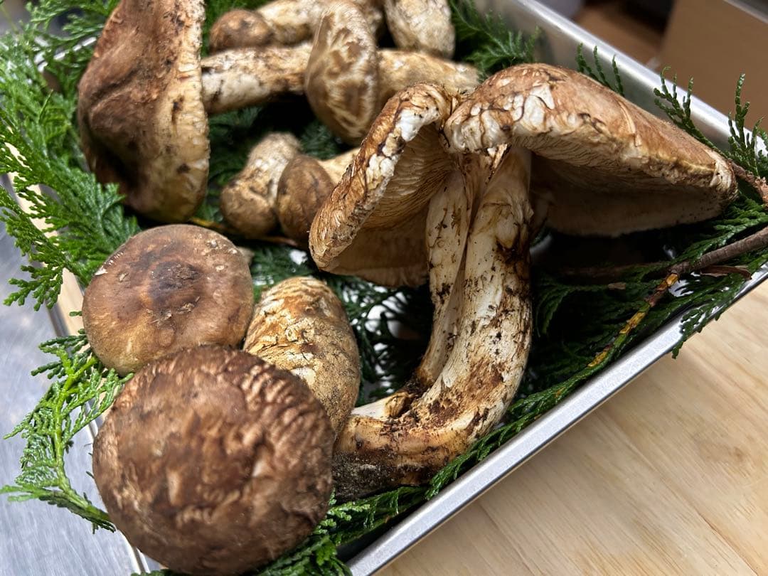 松茸　国産松茸　長野県産 南信州産