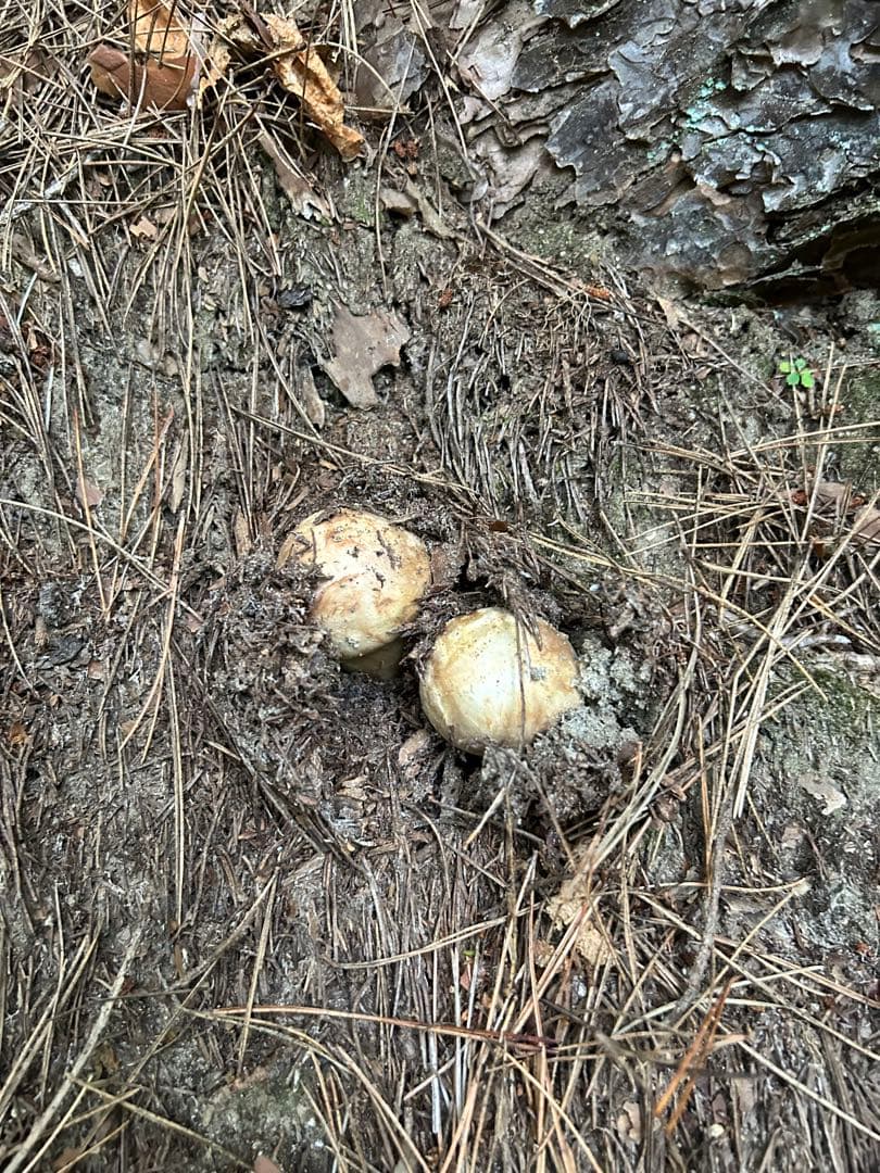 松茸　国産松茸　長野県産 南信州産