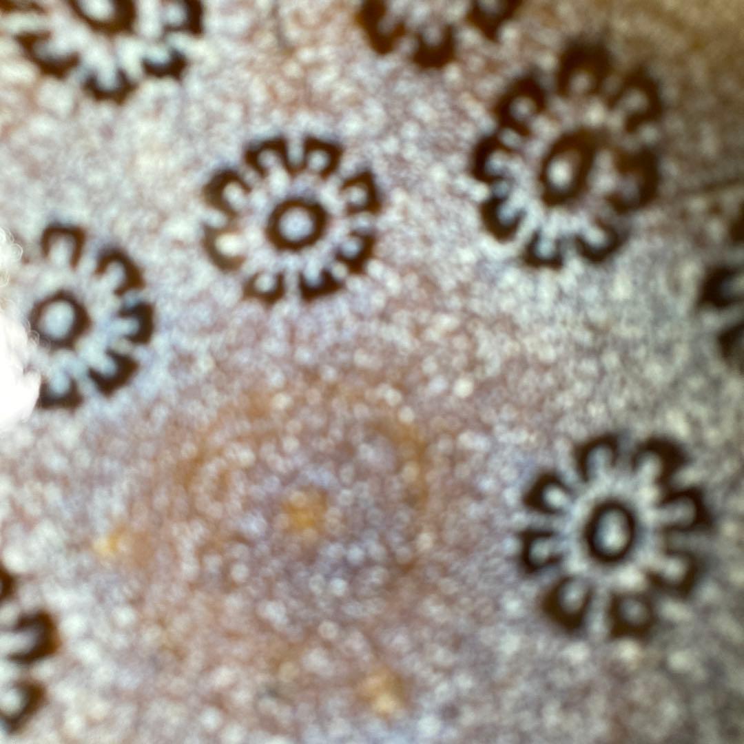 【松本佩山】孤高の陶芸家　日本の名窯　有田年木庵　松本佩山作　曜変花天目　平茶盌