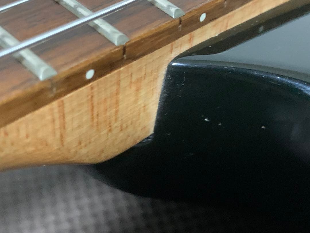 Chatting Bird Mockingbird モッキンバード hide