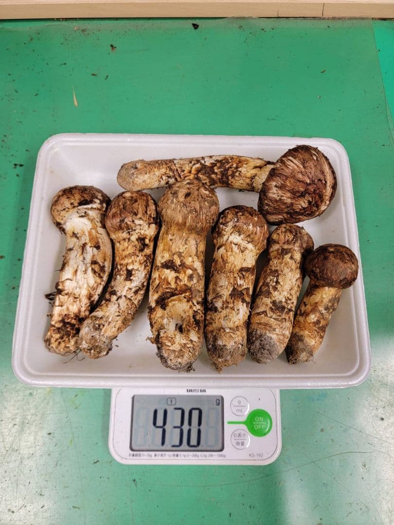 送料込み　岩手県産松茸 430g