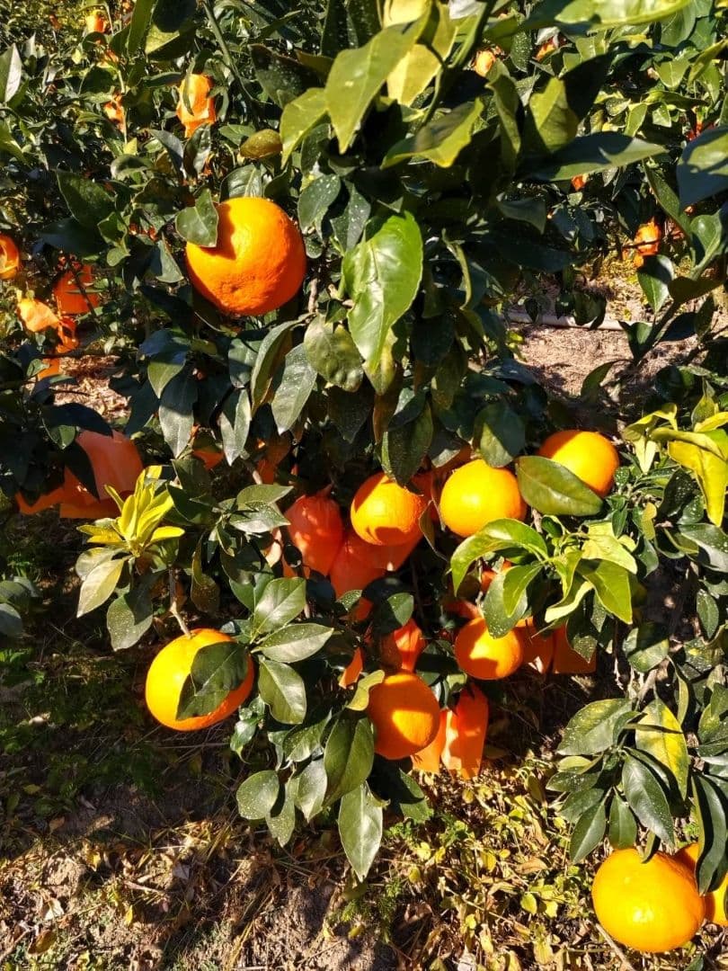 年末SALE！ お得なセット2L、Ｌサイズ混合2箱計10キロ贈答に　あいか28号